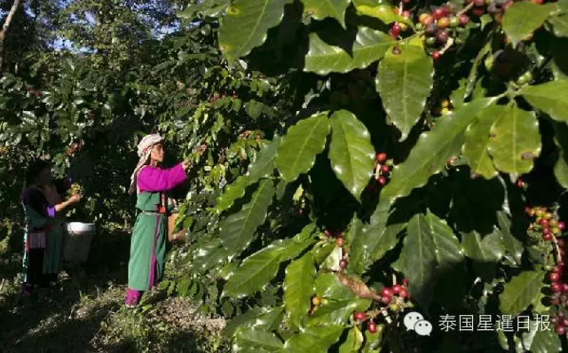 泰国现象屎咖啡 比猫屎咖啡贵一倍多 泰国现象屎咖啡 比猫屎咖啡贵一倍多