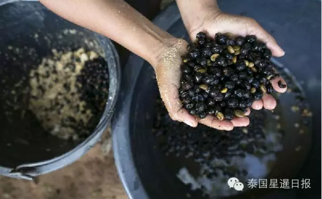 泰国现象屎咖啡 比猫屎咖啡贵一倍多 泰国现象屎咖啡 比猫屎咖啡贵一倍多