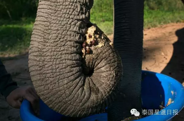 泰国现象屎咖啡 比猫屎咖啡贵一倍多 泰国现象屎咖啡 比猫屎咖啡贵一倍多