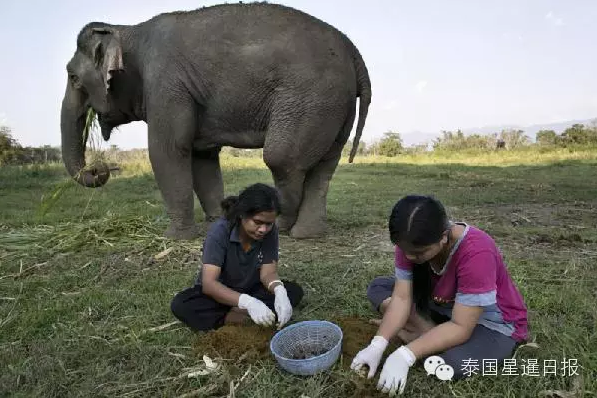 泰国现象屎咖啡 比猫屎咖啡贵一倍多