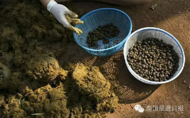 泰国现象屎咖啡 比猫屎咖啡贵一倍多 泰国现象屎咖啡 比猫屎咖啡贵一倍多