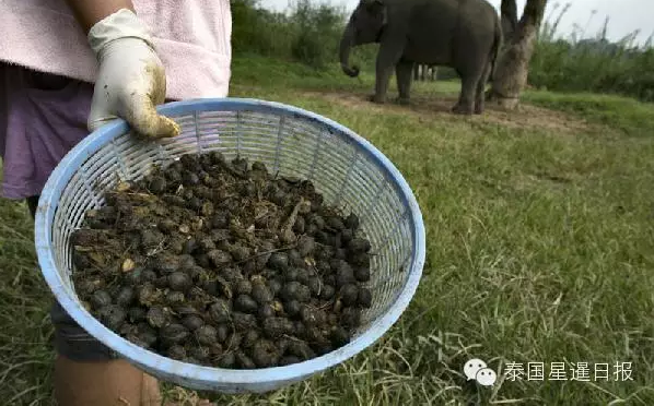 泰国现象屎咖啡 比猫屎咖啡贵一倍多