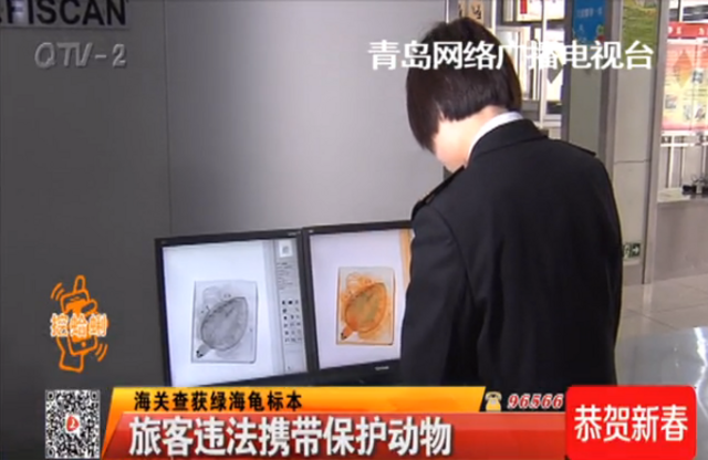 海关截获绿海龟标本 为国家二级保护动物