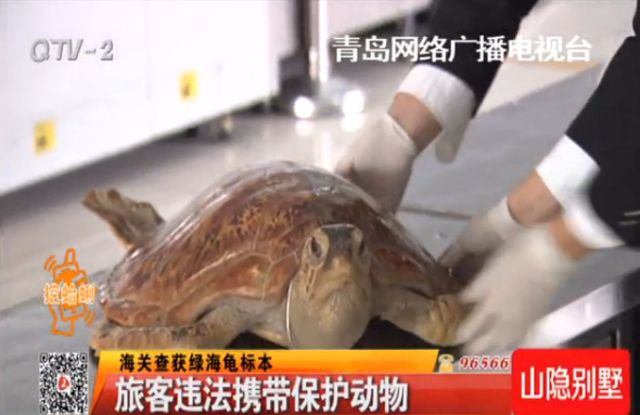 海关截获绿海龟标本 为国家二级保护动物