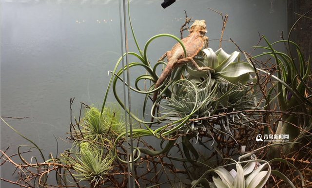 【青岛新商业】金狮广场:崂山区域购物中心