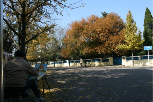 秋日胜春朝 十一假期来青岛看这7大类彩叶树