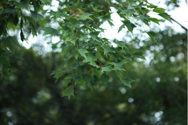 秋日胜春朝 十一假期来青岛看这7大类彩叶树