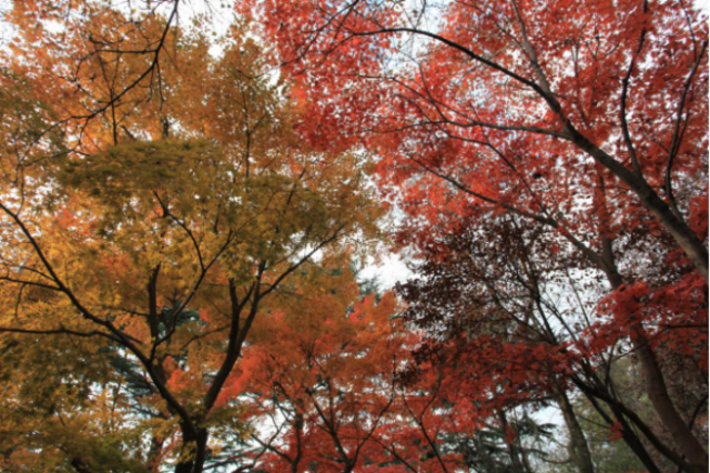 秋日胜春朝 十一假期来青岛看这7大类彩叶树