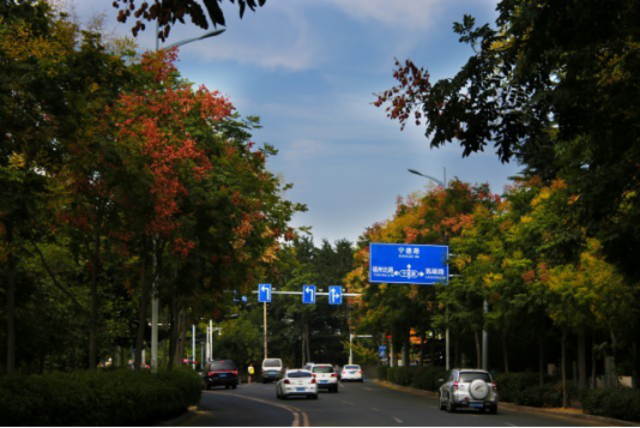 秋日胜春朝 十一假期来青岛看这7大类彩叶树