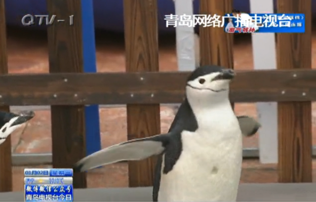 极地海洋公园企鹅户外散步 萌态引围观 极地海洋公园企鹅户外散步 萌态引围观