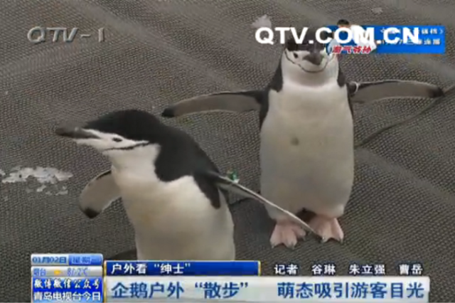 极地海洋公园企鹅户外散步 萌态引围观 极地海洋公园企鹅户外散步 萌态引围观