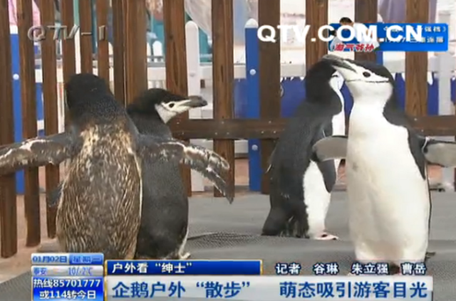 极地海洋公园企鹅户外散步 萌态引围观 极地海洋公园企鹅户外散步 萌态引围观
