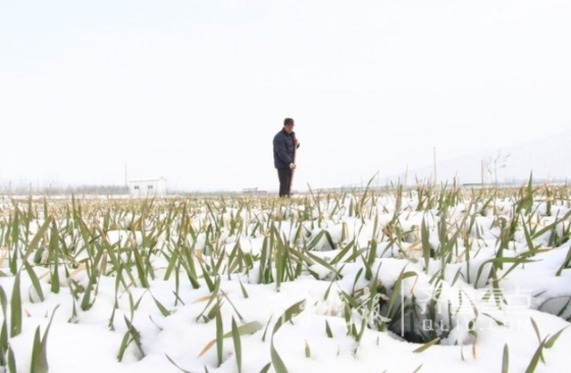 即墨草莓大棚积雪10多厘米 小麦或遭受冻害