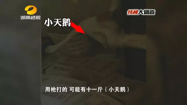 野味餐馆卖活天鹅一千1只 猎枪瞬间打百发子弹