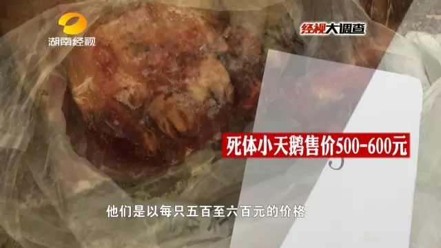 野味餐馆卖活天鹅一千1只 猎枪瞬间打百发子弹