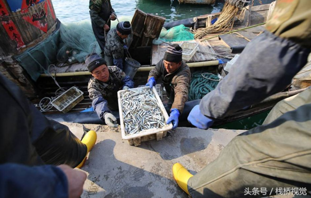 青岛迎来面条鱼鱼汛 产量减少身价倍增