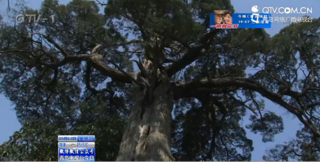 青岛汉柏凌霄树龄超2000年 至今苍劲挺拔 青岛汉柏凌霄树龄超2000年 至今苍劲挺拔