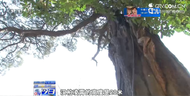 青岛汉柏凌霄树龄超2000年 至今苍劲挺拔 青岛汉柏凌霄树龄超2000年 至今苍劲挺拔