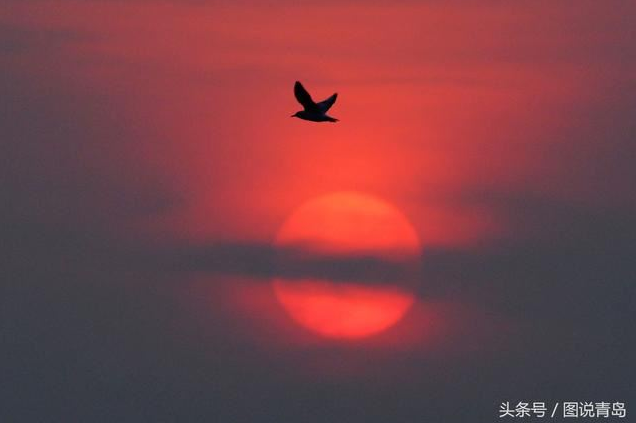 胶州湾成候鸟天堂 鸥鹭迁徙绘就春日美景