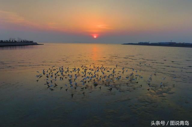 胶州湾成候鸟天堂 鸥鹭迁徙绘就春日美景