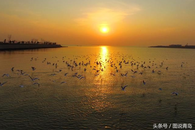 胶州湾成候鸟天堂 鸥鹭迁徙绘就春日美景