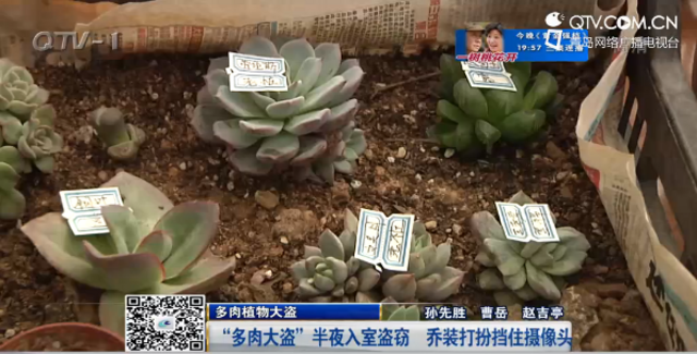 多肉大盗半夜入室盗窃 乔装打扮挡摄像头 多肉大盗半夜入室盗窃 乔装打扮挡摄像头