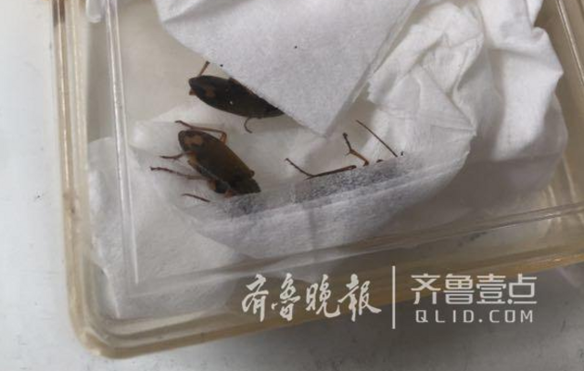 还有这种宠物？乘客带活蟑螂青岛登机被拦下