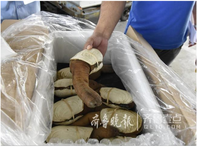 加拿大象拔蚌首次空运来青 鲜活落地直接上餐桌