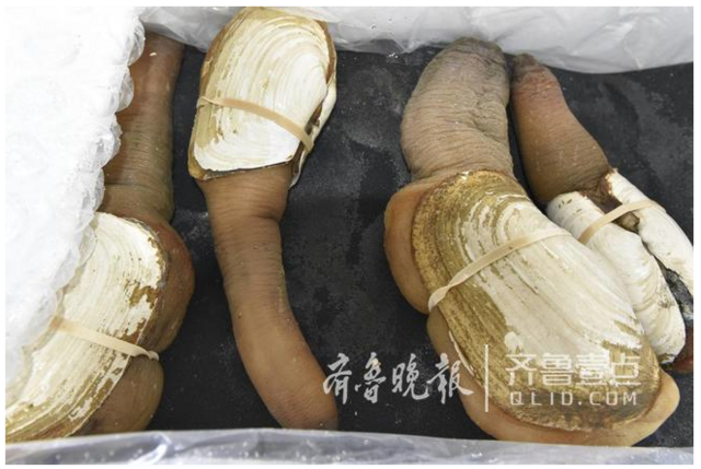 加拿大象拔蚌首次空运来青 鲜活落地直接上餐桌