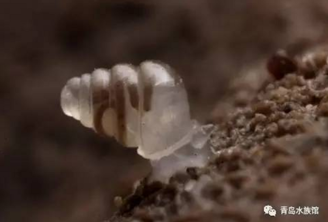 隐形生物?光线控制者?这些海洋生物有狡猾技能 隐形生物?光线控制者?这些海洋生物有狡猾技能